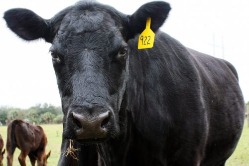 535 Black Angus Cow