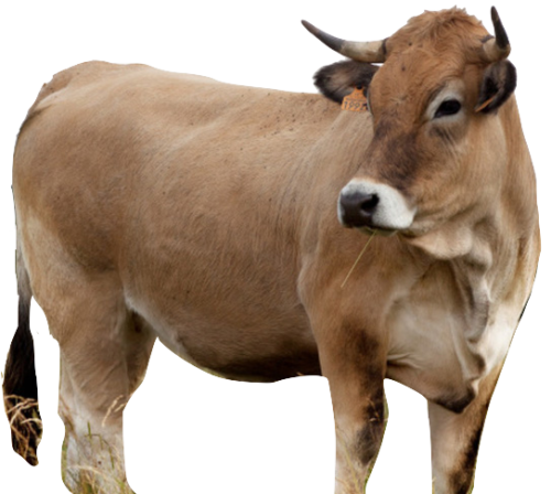 Aubrac viandes racees auvray img 3895