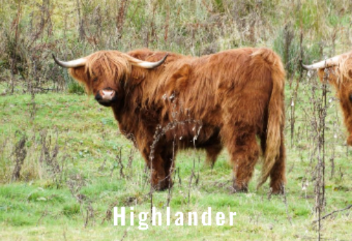 Highlander