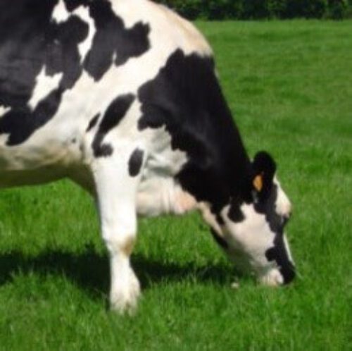 Holstein