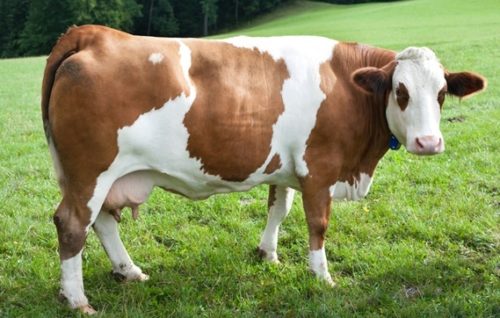 Simmental